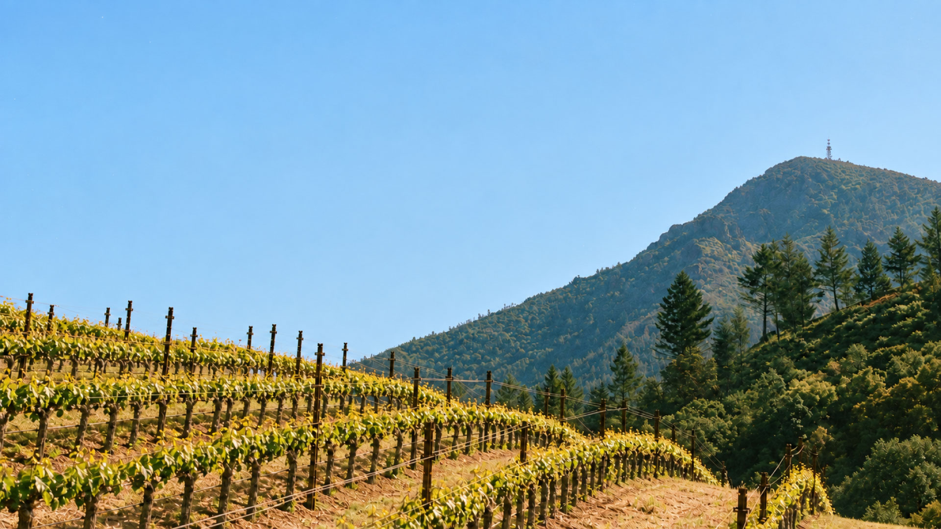 Peter Michael Wine Dinner at La Mar San Francisco